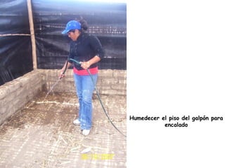 Humedecer el piso del galpón para
encalado
 