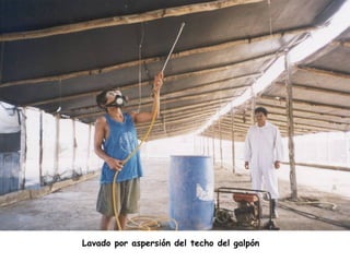 Lavado por aspersión del techo del galpón
 