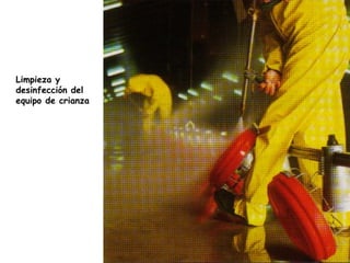 Limpieza y
desinfección del
equipo de crianza
 