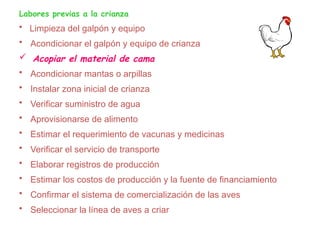 Labores previas a la crianza
• Limpieza del galpón y equipo
• Acondicionar el galpón y equipo de crianza
 Acopiar el material de cama
• Acondicionar mantas o arpillas
• Instalar zona inicial de crianza
• Verificar suministro de agua
• Aprovisionarse de alimento
• Estimar el requerimiento de vacunas y medicinas
• Verificar el servicio de transporte
• Elaborar registros de producción
• Estimar los costos de producción y la fuente de financiamiento
• Confirmar el sistema de comercialización de las aves
• Seleccionar la línea de aves a criar
 