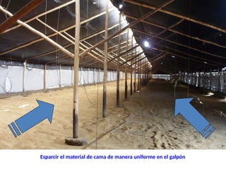 Esparcir el material de cama de manera uniforme en el galpón
 
