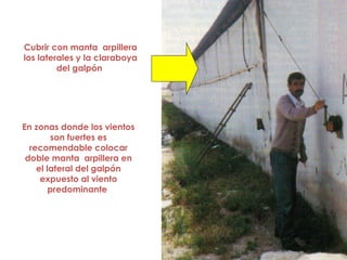 Cubrir con manta arpillera
los laterales y la claraboya
del galpón
En zonas donde los vientos
son fuertes es
recomendable colocar
doble manta arpillera en
el lateral del galpón
expuesto al viento
predominante
 