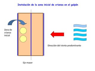 Eje mayor
Dirección del viento predominante
Zona de
crianza
inicial
Instalación de la zona inicial de crianza en el galpón
 