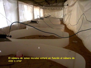 El número de zonas iniciales estará en función al número de
aves a criar
 