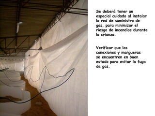 Se deberá tener un
especial cuidado al instalar
la red de suministro de
gas, para minimizar el
riesgo de incendios durante
la crianza.
Verificar que las
conexiones y mangueras
se encuentren en buen
estado para evitar la fuga
de gas.
 