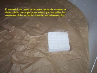 El material de cama de la zona inicial de crianza se
debe cubrir con papel para evitar que los pollos bb
consuman dicho material durante los primeros días.
 