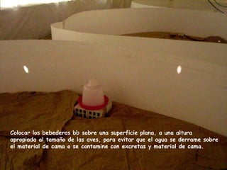 Colocar los bebederos bb sobre una superficie plana, a una altura
apropiada al tamaño de las aves, para evitar que el agua se derrame sobre
el material de cama o se contamine con excretas y material de cama.
 