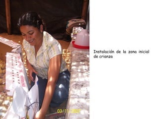Instalación de la zona inicial
de crianza
 