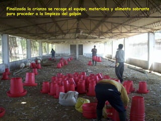 Finalizada la crianza se recoge el equipo, materiales y alimento sobrante
para proceder a la limpieza del galpón
 
