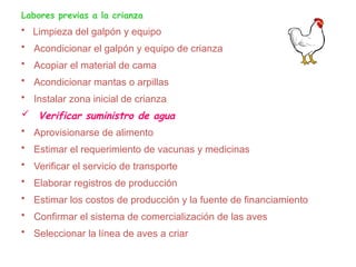 Labores previas a la crianza
• Limpieza del galpón y equipo
• Acondicionar el galpón y equipo de crianza
• Acopiar el material de cama
• Acondicionar mantas o arpillas
• Instalar zona inicial de crianza
 Verificar suministro de agua
• Aprovisionarse de alimento
• Estimar el requerimiento de vacunas y medicinas
• Verificar el servicio de transporte
• Elaborar registros de producción
• Estimar los costos de producción y la fuente de financiamiento
• Confirmar el sistema de comercialización de las aves
• Seleccionar la línea de aves a criar
 