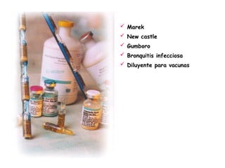  Marek
 New castle
 Gumboro
 Bronquitis infecciosa
 Diluyente para vacunas
 
