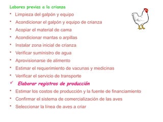Labores previas a la crianza
• Limpieza del galpón y equipo
• Acondicionar el galpón y equipo de crianza
• Acopiar el material de cama
• Acondicionar mantas o arpillas
• Instalar zona inicial de crianza
• Verificar suministro de agua
• Aprovisionarse de alimento
• Estimar el requerimiento de vacunas y medicinas
• Verificar el servicio de transporte
 Elaborar registros de producción
• Estimar los costos de producción y la fuente de financiamiento
• Confirmar el sistema de comercialización de las aves
• Seleccionar la línea de aves a criar
 
