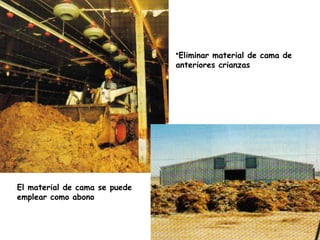 •Eliminar material de cama de
anteriores crianzas
El material de cama se puede
emplear como abono
 