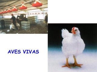 AVES VIVAS
 