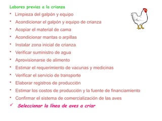Labores previas a la crianza
• Limpieza del galpón y equipo
• Acondicionar el galpón y equipo de crianza
• Acopiar el material de cama
• Acondicionar mantas o arpillas
• Instalar zona inicial de crianza
• Verificar suministro de agua
• Aprovisionarse de alimento
• Estimar el requerimiento de vacunas y medicinas
• Verificar el servicio de transporte
• Elaborar registros de producción
• Estimar los costos de producción y la fuente de financiamiento
• Confirmar el sistema de comercialización de las aves
 Seleccionar la línea de aves a criar
 