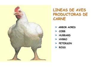 ARBOR ACRES
COBB
HUBBARD
HYBRO
PETERSON
ROSS
LINEAS DE AVES
PRODUCTORAS DE
CARNE
 