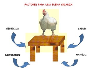 FACTORES PARA UNA BUENA CRIANZA
MANEJO
NUTRICION
SALUD
GENETICA
 