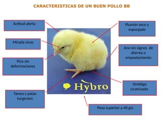 CARACTERISTICAS DE UN BUEN POLLO BB
Actitud alerta
Mirada vivaz
Plumón seco y
esponjado
Ano sin signos de
diarrea o
empastamiento
Tarsos y patas
turgentes
Ombligo
cicatrizado
Pico sin
deformaciones
Peso superior a 40 grs
 