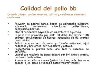 Calidad del pollo bb
• Provenir de padres sanos, libres de salmonella pullorum,
salmonella gallinarum, micoplasma gallisepticum,
micoplasma sinoviae.
• Que el nacimiento haya sido en un ambiente higiénico.
• El peso vivo promedio por pollo BB debe ser mayor a 38
gramos, provenientes de huevos incubables de 52 gramos
como mínimo.
• Pollos deberán ser de color y tamaño uniforme, ojos
redondos y brillantes, actitud alerta y activos.
• Presentarán el plumón seco; ano seco y ausencia de
onfalitis.
• La piel que recubre las patas deberá ser brillante y grasos,
no seca o quebradiza.
• Ausencia de deformaciones (patas torcidas, defectos en la
cabeza, ojos, picos divididos o patas traumatizadas).
Deberán criarse , preferentemente, pollitos que reúnan las siguientes
condiciones:
 