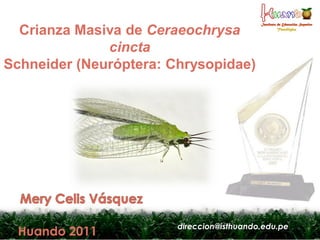 Crianza Masiva de Ceraeochrysa
              cincta
Schneider (Neuróptera: Chrysopidae)




                        direccion@isthuando.edu.pe
 Huando 2011
 