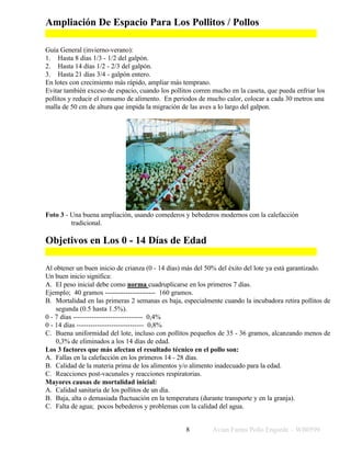 Ampliación De Espacio Para Los Pollitos / Pollos

Guía General (invierno-verano):
1. Hasta 8 días 1/3 - 1/2 del galpón.
2. Hasta 14 días 1/2 - 2/3 del galpón.
3. Hasta 21 días 3/4 - galpón entero.
En lotes con crecimiento más rápido, ampliar más temprano.
Evitar también exceso de espacio, cuando los pollitos corren mucho en la caseta, que pueda enfriar los
pollitos y reducir el consumo de alimento. En periodos de mucho calor, colocar a cada 30 metros una
malla de 50 cm de altura que impida la migración de las aves a lo largo del galpon.




Foto 3 - Una buena ampliación, usando comederos y bebederos modernos con la calefacción
         tradicional.

Objetivos en Los 0 - 14 Días de Edad

Al obtener un buen inicio de crianza (0 - 14 días) más del 50% del éxito del lote ya está garantizado.
Un buen inicio significa:
A. El peso inicial debe como norma cuadruplicarse en los primeros 7 días.
Ejemplo; 40 gramos ---------------------- 160 gramos.
B. Mortalidad en las primeras 2 semanas es baja, especialmente cuando la incubadora retira pollitos de
    segunda (0.5 hasta 1.5%).
0 - 7 días ------------------------------ 0,4%
0 - 14 días ----------------------------- 0,8%
C. Buena uniformidad del lote, incluso con pollitos pequeños de 35 - 36 gramos, alcanzando menos de
    0,3% de eliminados a los 14 días de edad.
Los 3 factores que más afectan el resultado técnico en el pollo son:
A. Fallas en la calefacción en los primeros 14 - 28 días.
B. Calidad de la materia prima de los alimentos y/o alimento inadecuado para la edad.
C. Reacciones post-vacunales y reacciones respiratorias.
Mayores causas de mortalidad inicial:
A. Calidad sanitaria de los pollitos de un día.
B. Baja, alta o demasiada fluctuación en la temperatura (durante transporte y en la granja).
C. Falta de agua; pocos bebederos y problemas con la calidad del agua.


                                                   8        Avian Farms Pollo Engorde – WB0599
 