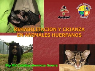 REHABILITACION Y CRIANZA
EN ANIMALES HUERFANOS

Dip MV Catalina Hermoza Guerra

 