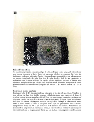 Criação de Enquitreia