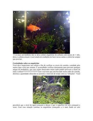 Criação de Enquitreia