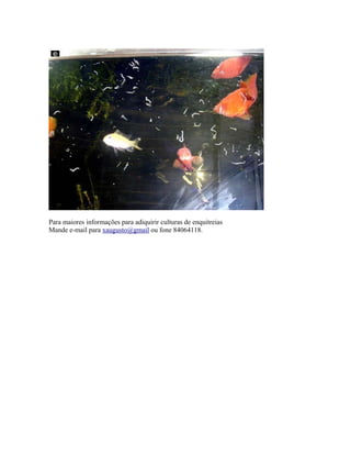 Criação de Enquitreia