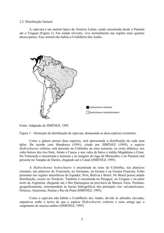 5
2.2. Distribuição Natural
A capivara é um animal típico da América Latina, sendo encontrada desde o Panamá
até o Uruguai (Figura 1). Em estado silvestre, vive normalmente nas regiões mais quentes
desses países. Esse animal não habita a Cordilheira dos Andes.
Fonte: Adaptado de JIMÉNEZ, 1995.
Figura 1 – Ilustração da distribuição da capivara, destacando as duas espécies existentes.
Como o gênero possui duas espécies, será apresentada a distribuição de cada uma
delas. De acordo com Mendonza (1991), citado por JIMÉNEZ (1995), a espécie
Hydrochoerus isthmius está presente na Colômbia na zona noroeste; na costa atlântica, nos
vales baixos dos rios Sinú, Atrato e Cauca; e nos vales do baixo e médio Magdalena e César.
Na Venezuela é encontrada a noroeste e às margens do lago de Maracaibo, e no Panamá está
presente no Tampão de Darién, chegando até o Canal (JIMÉNEZ, 1995).
A Hydrochoerus hydrochaeris é encontrada no leste da Colômbia, nas planícies
orientais, nas planícies da Venezuela, no Suriname, na Guiana e na Guiana Francesa. Estão
presentes nas regiões amazônicas do Equador, Peru, Bolívia e Brasil. No Brasil possui ampla
distribuição, exceto no Nordeste. Também é encontrada no Paraguai, no Uruguai e na parte
norte da Argentina, chegando até o Rio Quenequen na província de Buenos Aires. Portanto,
geograficamente, correspondem às bacias hidrográficas dos principais rios sul-americanos,
Orinoco, Amazonas, Paraná e Rio da Prata (JIMÉNEZ, 1995).
Como a capivara não habita a Cordilheira dos Andes, devido às altitudes elevadas,
suporta-se então a teoria de que a espécie Hydrochoerus isthmius é mais antiga que o
surgimento do maciço andino (JIMÉNEZ, 1995).
Hydrochoerus isthmius
Hydrochoerus hydrodrochaeris
 
