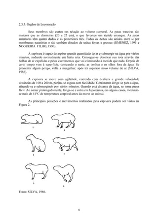 8
2.3.5. Órgãos de Locomoção
Seus membros são curtos em relação ao volume corporal. As patas traseiras são
maiores que as dianteiras (20 a 25 cm), o que favorece um rápido arranque. As patas
anteriores têm quatro dedos e as posteriores três. Todos os dedos são unidos entre si por
membranas natatórias e são também dotados de unhas fortes e grossas (JIMÉNEZ, 1995 e
NOGUEIRA FILHO, 1996).
A capivara é capaz de aspirar grande quantidade de ar e submergir na água por vários
minutos, nadando normalmente em linha reta. Consegue-se observar sua rota através das
bolhas de ar expelidas e pelos excrementos que vai eliminando à medida que nada. Depois de
certo tempo vem à superfície, colocando o nariz, as orelhas e os olhos fora da água. Se
pressentir algum perigo, volta a mergulhar, após ter aspirado novo volume de ar (SILVA,
1986).
A capivara se move com agilidade, correndo com destreza e grande velocidade
distâncias de 100 a 200 m, porém, se esgota com facilidade. Geralmente dirige-se para a água,
atirando-se e submergindo por vários minutos. Quando está distante da água, se torna presa
fácil. Ao correr prolongadamente, fatiga-se e entra em hipotermia, em alguns casos, medindo-
se mais de 41°C de temperatura corporal antes da morte do animal.
As principais posições e movimentos realizados pela capivara podem ser vistos na
Figura 2.
Fonte: SILVA, 1986.
 