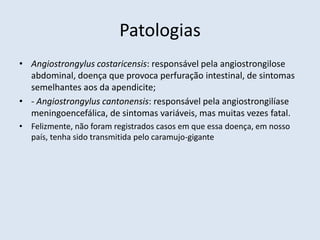 Patologias
• Angiostrongylus costaricensis: responsável pela angiostrongilose
abdominal, doença que provoca perfuração intestinal, de sintomas
semelhantes aos da apendicite;
• - Angiostrongylus cantonensis: responsável pela angiostrongilíase
meningoencefálica, de sintomas variáveis, mas muitas vezes fatal.
• Felizmente, não foram registrados casos em que essa doença, em nosso
país, tenha sido transmitida pelo caramujo-gigante
 