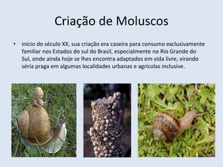 Criação de Moluscos
• início do século XX, sua criação era caseira para consumo exclusivamente
familiar nos Estados do sul do Brasil, especialmente no Rio Grande do
Sul, onde ainda hoje se lhes encontra adaptados em vida livre, virando
séria praga em algumas localidades urbanas e agrícolas inclusive.
 