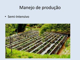 Manejo de produção
• Semi-Intensivo
 