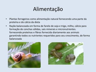 Alimentação
• Plantas forrageiras como alimentação natural fornecendo uma parte da
proteína e do cálcio da dieta
• Ração balanceada em forma de farelo de soja e trigo, milho, cálcio para
formação de conchas sólidas, sais minerais e micronutrientes.
fornecendo proteínas e fibras fornecida diariamente aos animais
garantindo todos os nutrientes requeridos para seu crescimento, de forma
balanceada
 