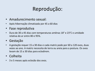 Reprodução:
• Amadurecimento sexual:
• Após hibernação climatizada por 45 a 60 dias
• Fase reprodutiva
• Dura de 30 a 45 dias com temperaturas amênas 18° e 23°C e umidade
relativa do ar entre 80 e 95%.
• Gestação
• A gestação requer 15 a 30 dias e cada matriz pode por 60 a 120 ovos, duas
vezes ao ano. A matriz necessita de terra ou areia para a postura. Os ovos
levam de 15 a 30 dias para eclodirem.
• Colheita
• 3 e 5 meses após eclosão dos ovos.
 