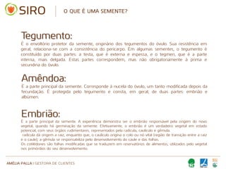 AMÉLIA PALLA | GESTORA DE CLIENTES
O QUE É UMA SEMENTE?
Tegumento:
É o envoltório protetor da semente, originário dos tegumentos do óvulo. Sua resistência em
geral, relaciona-se com a consistência do pericarpo. Em algumas sementes, o tegumento é
constituído por duas partes: a testa, que é externa e espessa, e o tegmen, que é a parte
interna, mais delgada. Estas partes correspondem, mas não obrigatoriamente à prima e
secundina do óvulo.
Amêndoa:
É a parte principal da semente. Corresponde à nucela do óvulo, um tanto modificada depois da
fecundação. É protegida pelo tegumento e consta, em geral, de duas partes: embrião e
albúmen.
Embrião:
É a parte principal da semente. A experiência demonstra ser o embrião responsável pela origem do novo
vegetal, quando há germinação da semente. Efetivamente, o embrião é um verdadeiro vegetal em estado
potencial, com seus órgãos rudimentares, representados pela radícula, caulículo e gêmula.
radícula dá origem a raiz, enquanto que, o caulículo origina o colo ou nó vital (região de transição entre a raiz
e o caule); a gêmula se responsabiliza pelo desenvolvimento do caule e das folhas.
Os cotilédones são folhas modificadas que se traduzem em reservatórios de alimentos, utilizados pelo vegetal
nos primórdios do seu desenvolvimento.
 