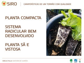 AMÉLIA PALLA | GESTORA DE CLIENTES
CARATERÍSTICAS DE UM TORRÃO COM QUALIDADE
PLANTA COMPACTA
SISTEMA
RADICULAR BEM
DESENVOLVIDO
PLANTA SÃ E
VISTOSA
 