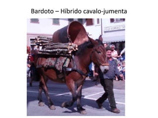 Bardoto – Híbrido cavalo-jumenta
 