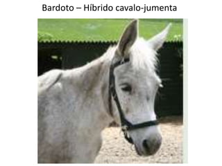 Bardoto – Híbrido cavalo-jumenta
 