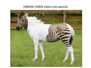 HIBRIDO: ZORSE (zebra com equino)
 