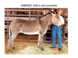 HIBRIDO: Zebra com jumento
 