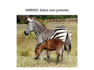 HIBRIDO: Zebra com jumento
 