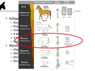 Evolução
• Eohippus
– Eoceno (54 a 38 milhões de anos atrás)
– Pequeno cachorro
– Viver na floresta, solo macio
– 4 dedos nas mãos
– 3 dedos nos pés
– Coxins
• Mesohippus
– Oligoceno
– Membros maiores
– Dorso-lombo mais retilíneo
– Desaparecimento de um dedo na mão
 