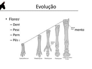 Evolução
• Florestas ---- pastagens:
– Dentes projetados para pastar
– Pescoço maior para facilitar o acesso ao alimento
– Pernas maiores para facilitar fuga
– Pés apropiados para terrenos mais duros
 