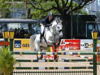 Hipismo clássico
 