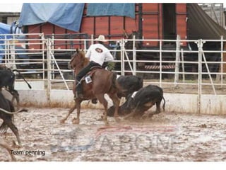 Team penning
 