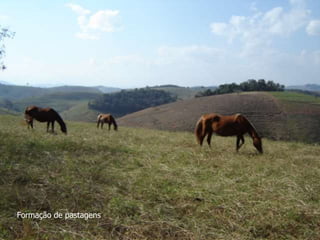 Formação de pastagens
 
