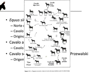 Cavalo atual
• Equus silvaticus:
– Norte da Europa
– Cavalo pesado e movimentos lentos
– Originou raças de tração
• Cavalo antigo persa- Tarpan:
– Cavalo árabe e bérbere
• Cavalo selvagem asiático – Cavalos Przewalski
– Origem aos pôneis
 