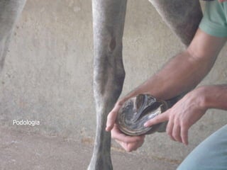 Podologia
 